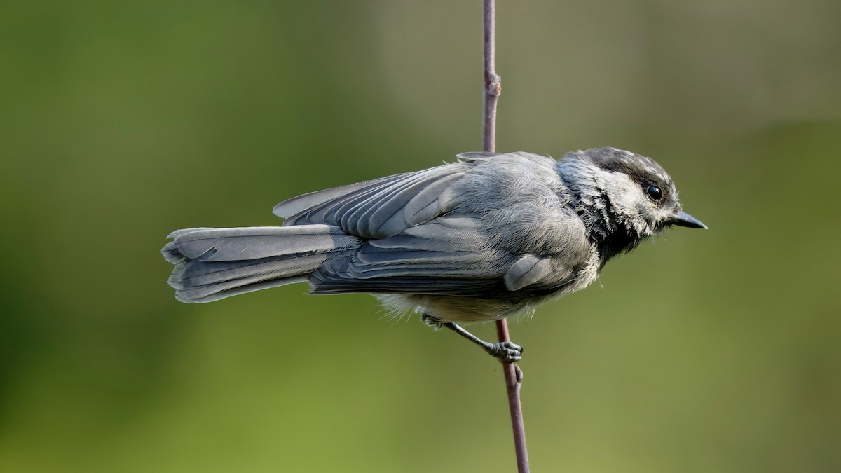 Mésange de Gambel - ML641353649