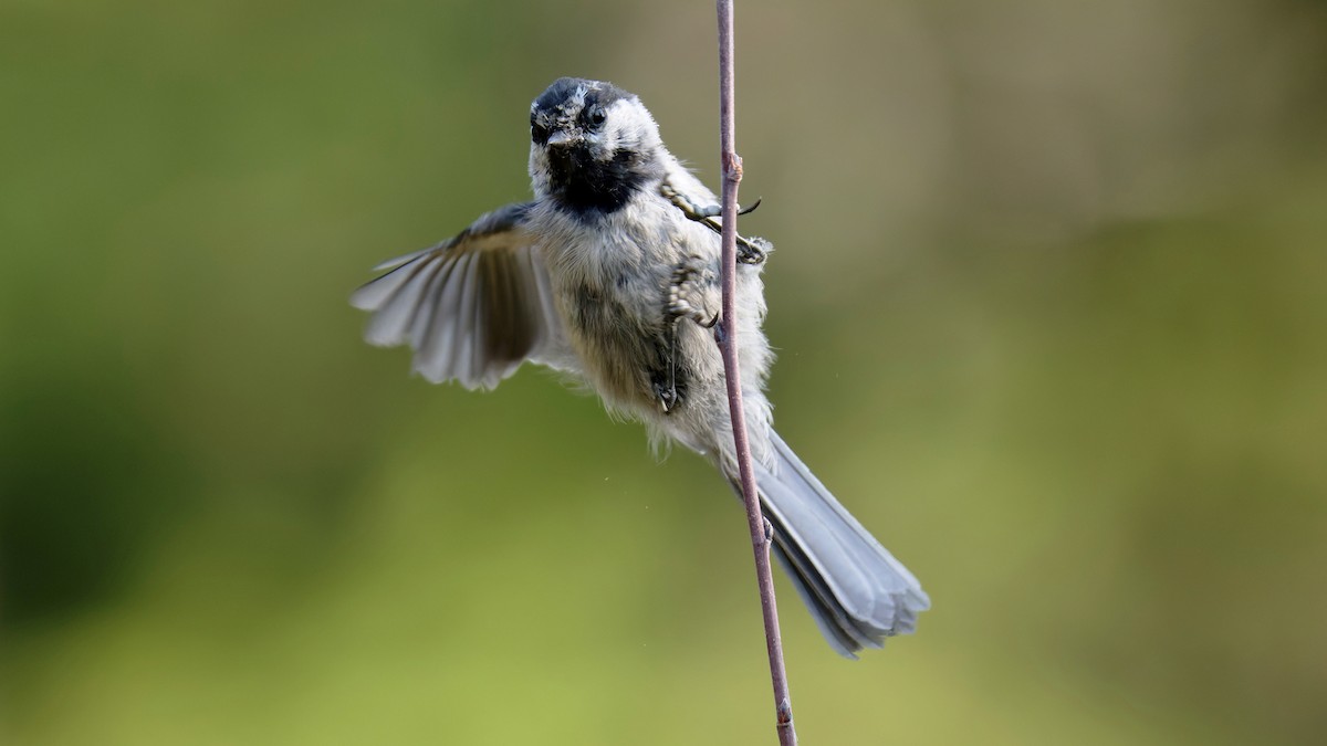 Mésange de Gambel - ML641353650