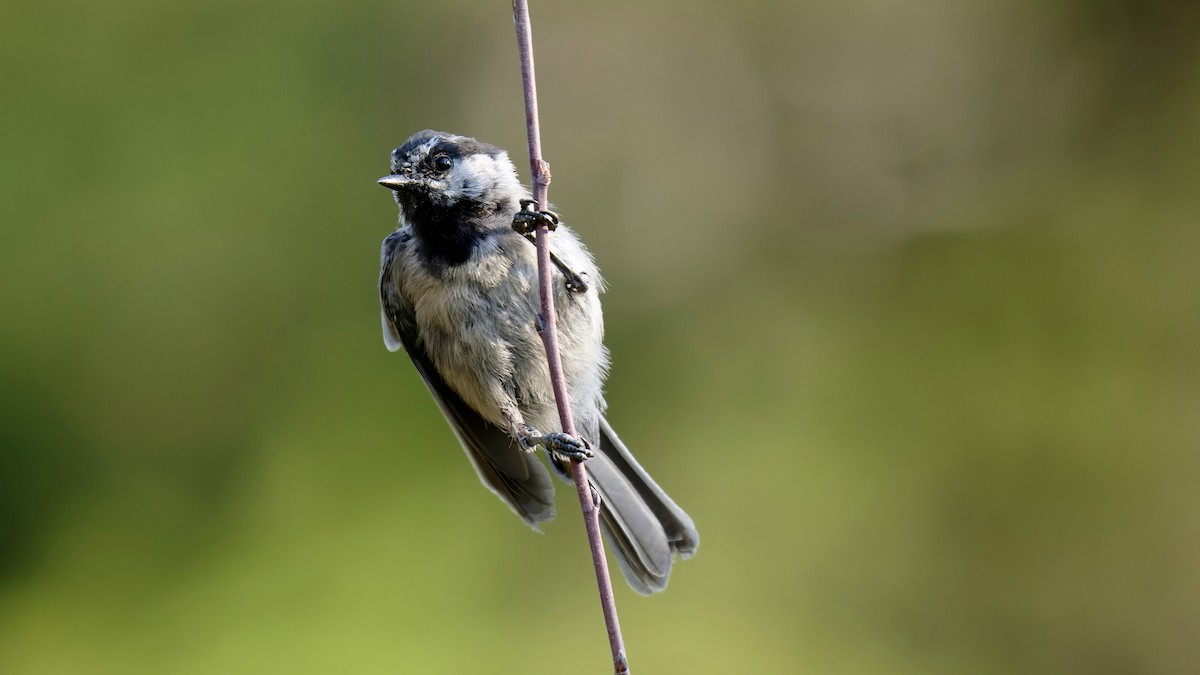 Mésange de Gambel - ML641353651