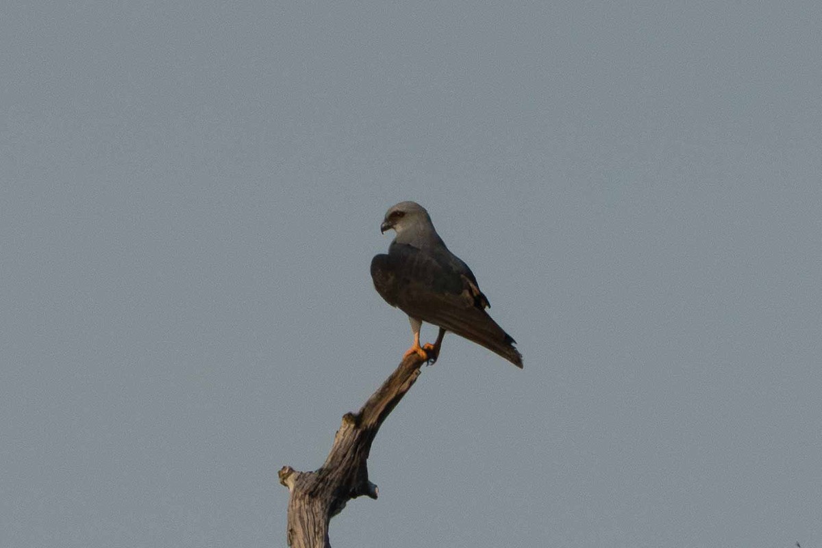 Plumbeous Kite - ML641353666
