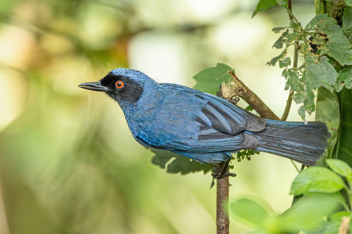 Masked Flowerpiercer - ML641353716