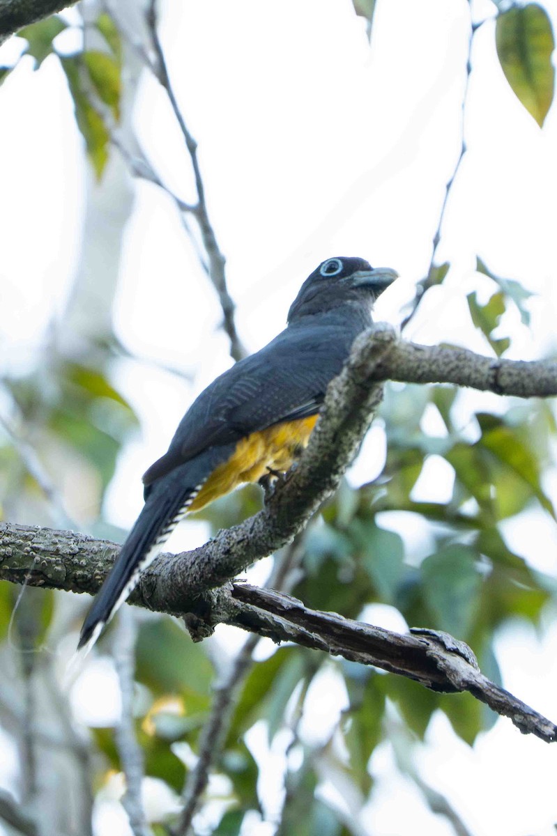Green-backed Trogon - ML641353724
