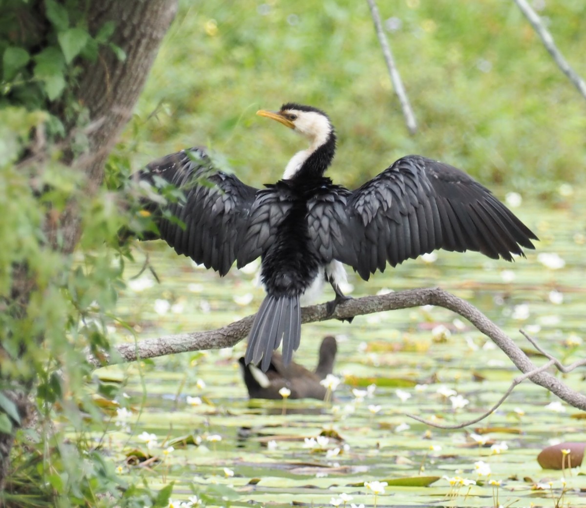 Little Pied Cormorant - ML641353748