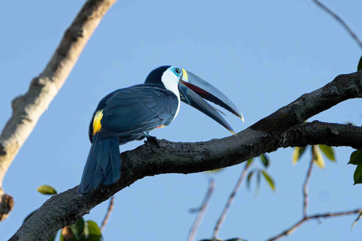 Channel-billed Toucan - ML641353749