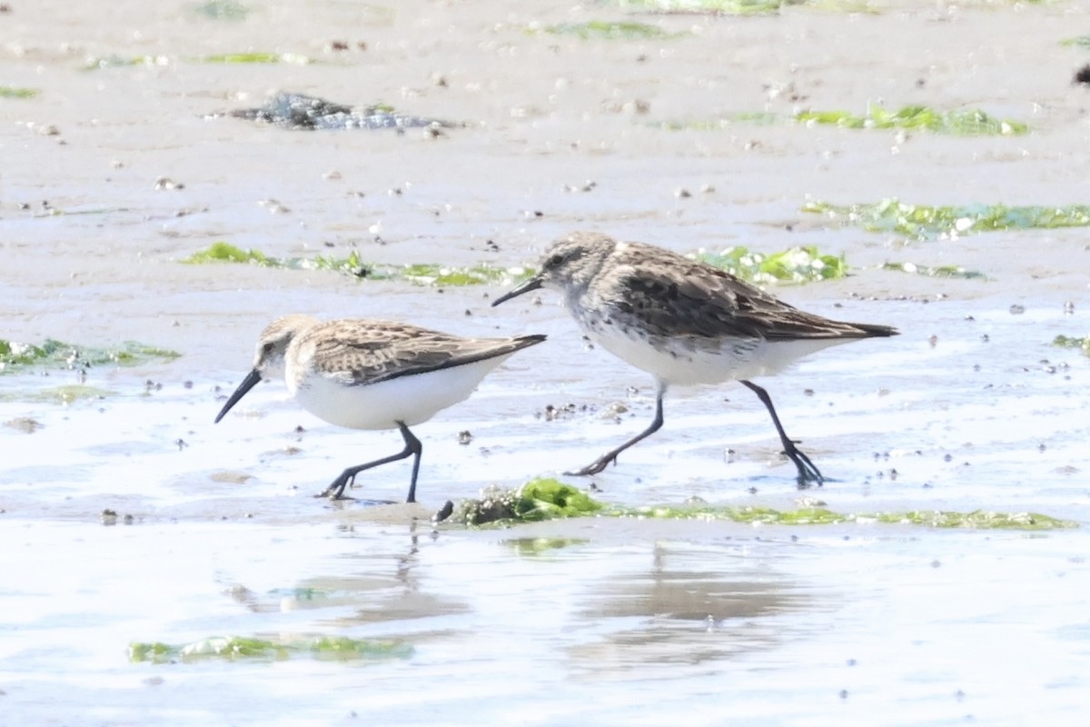Western Sandpiper - ML641353807