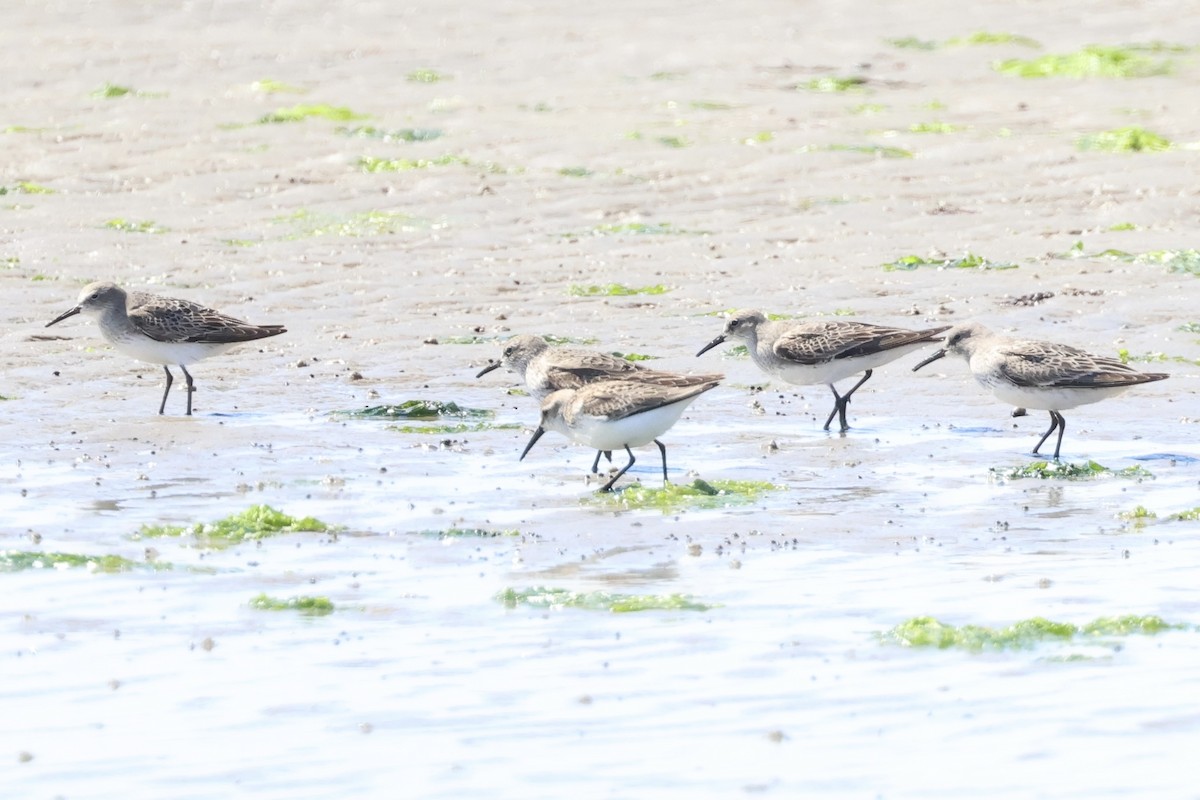 Western Sandpiper - ML641353811