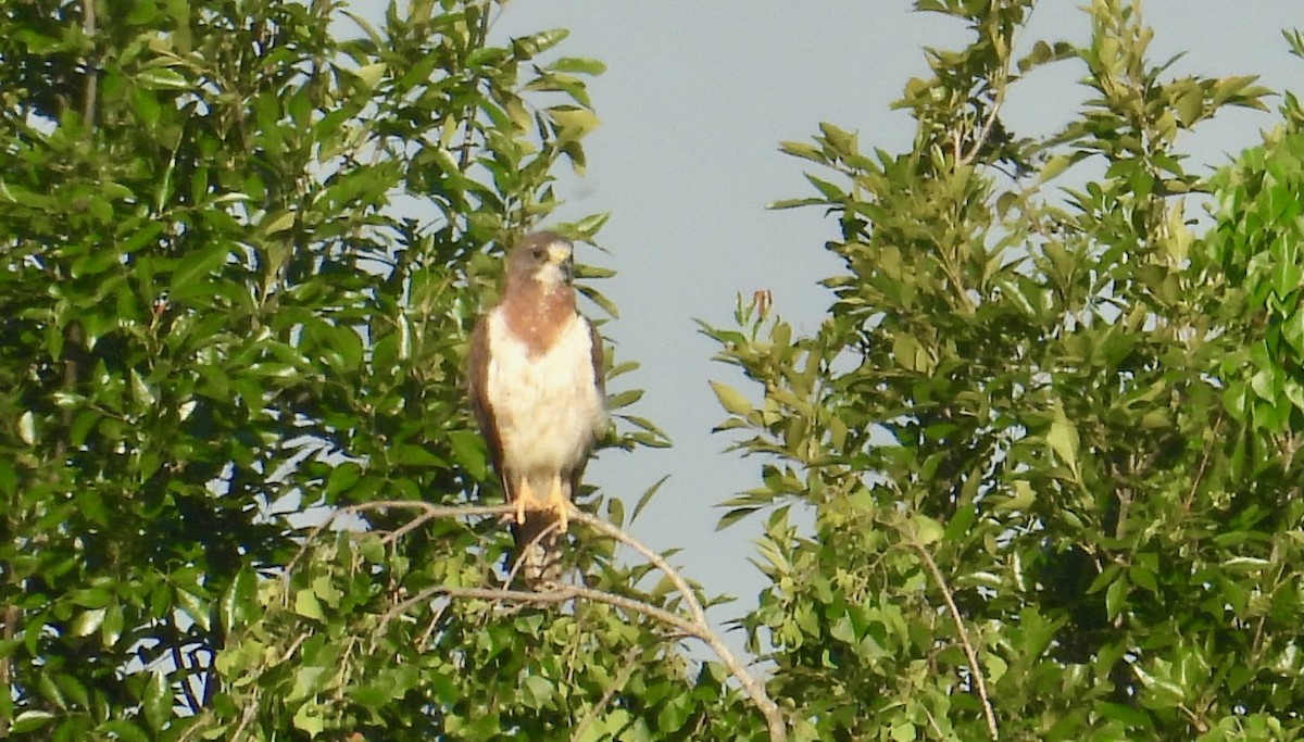Swainson's Hawk - ML641353813