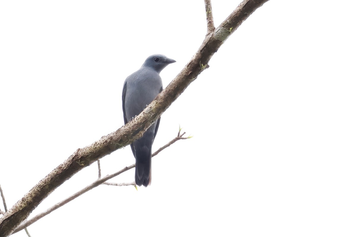 Boyer's Cuckooshrike - ML641353839