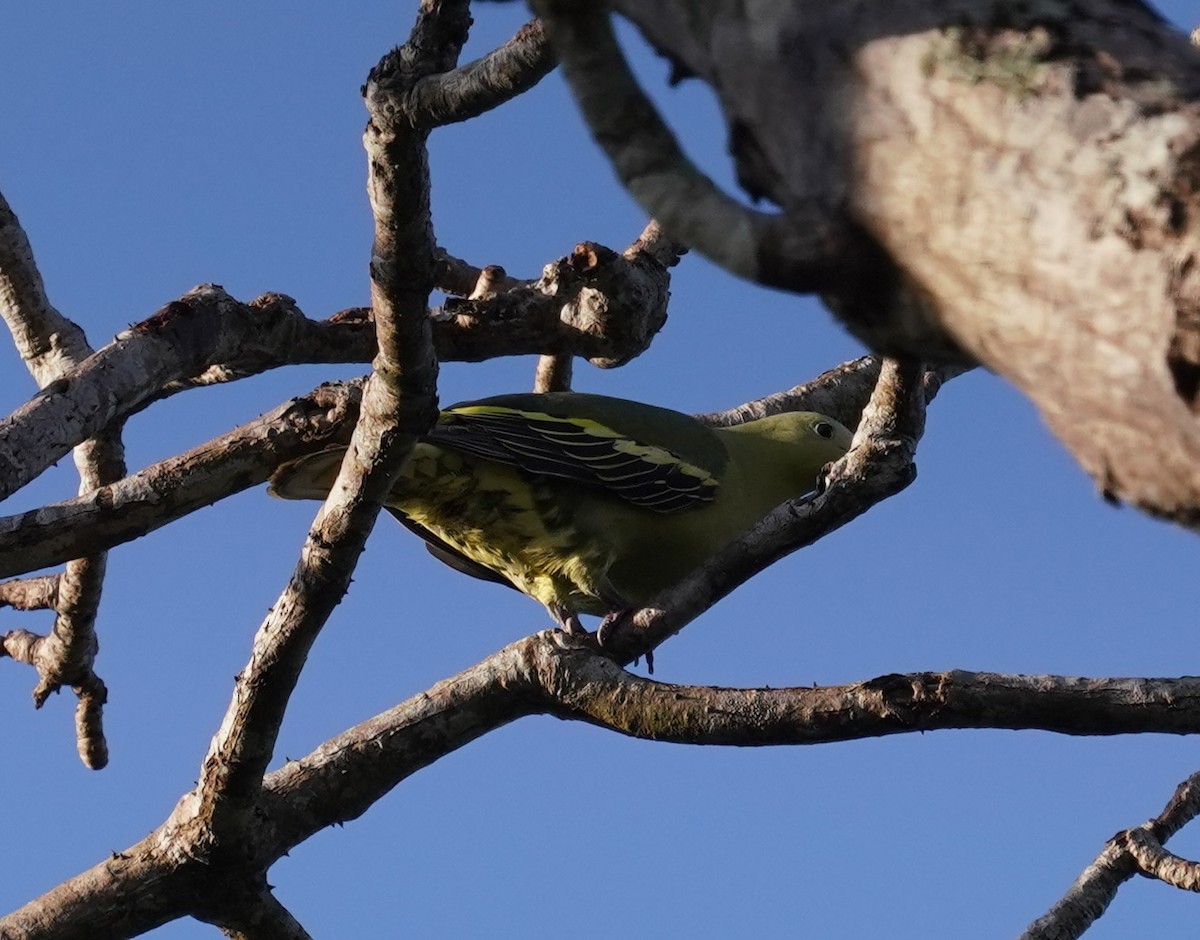 Andaman Green-Pigeon - ML641353847