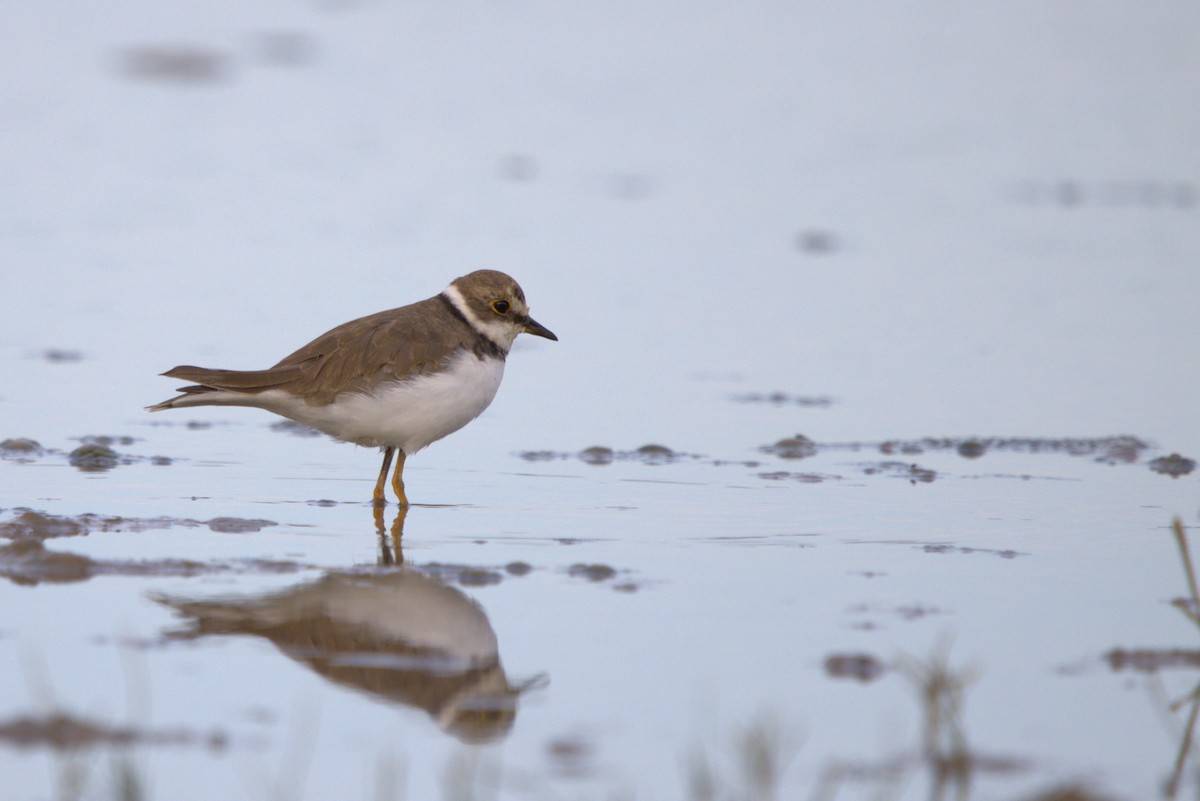 Little Ringed Plover - ML641353946