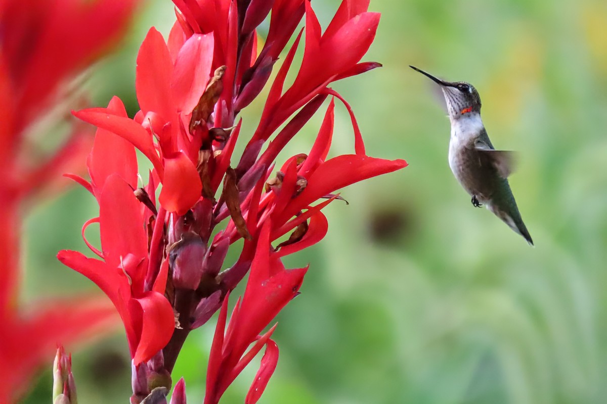 Ruby-throated Hummingbird - ML641353952