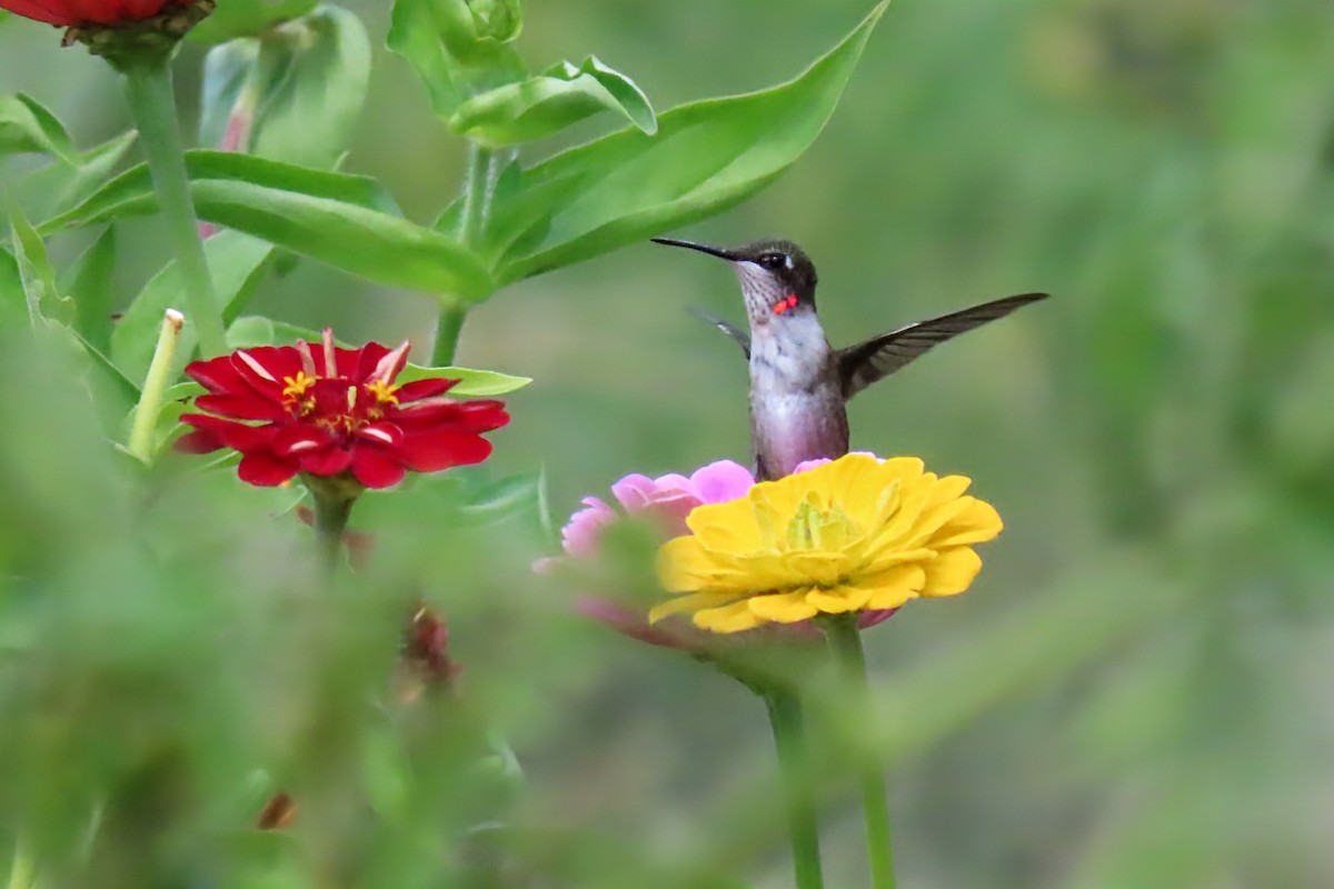 Ruby-throated Hummingbird - ML641353965