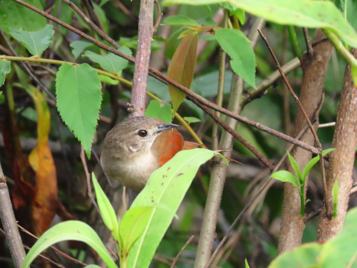 Plain-crowned Spinetail - ML641353970