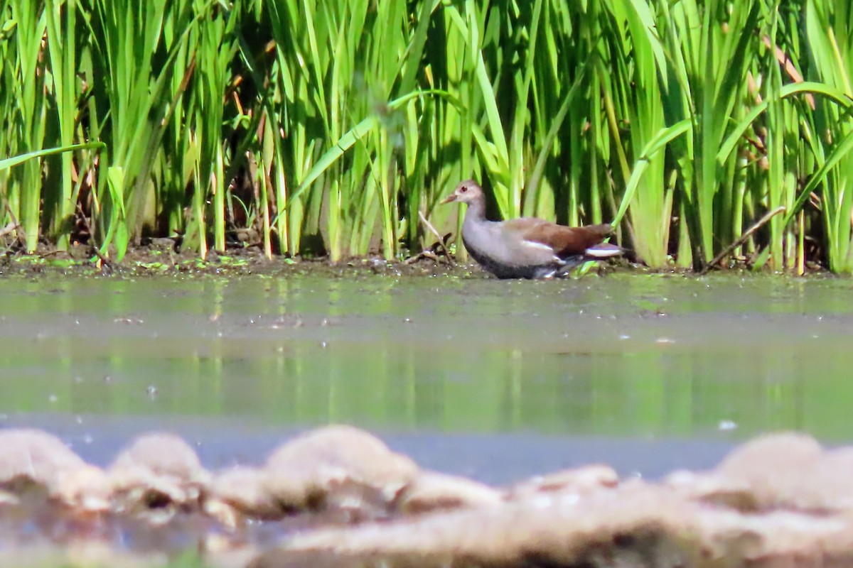 Common Gallinule - ML641353975