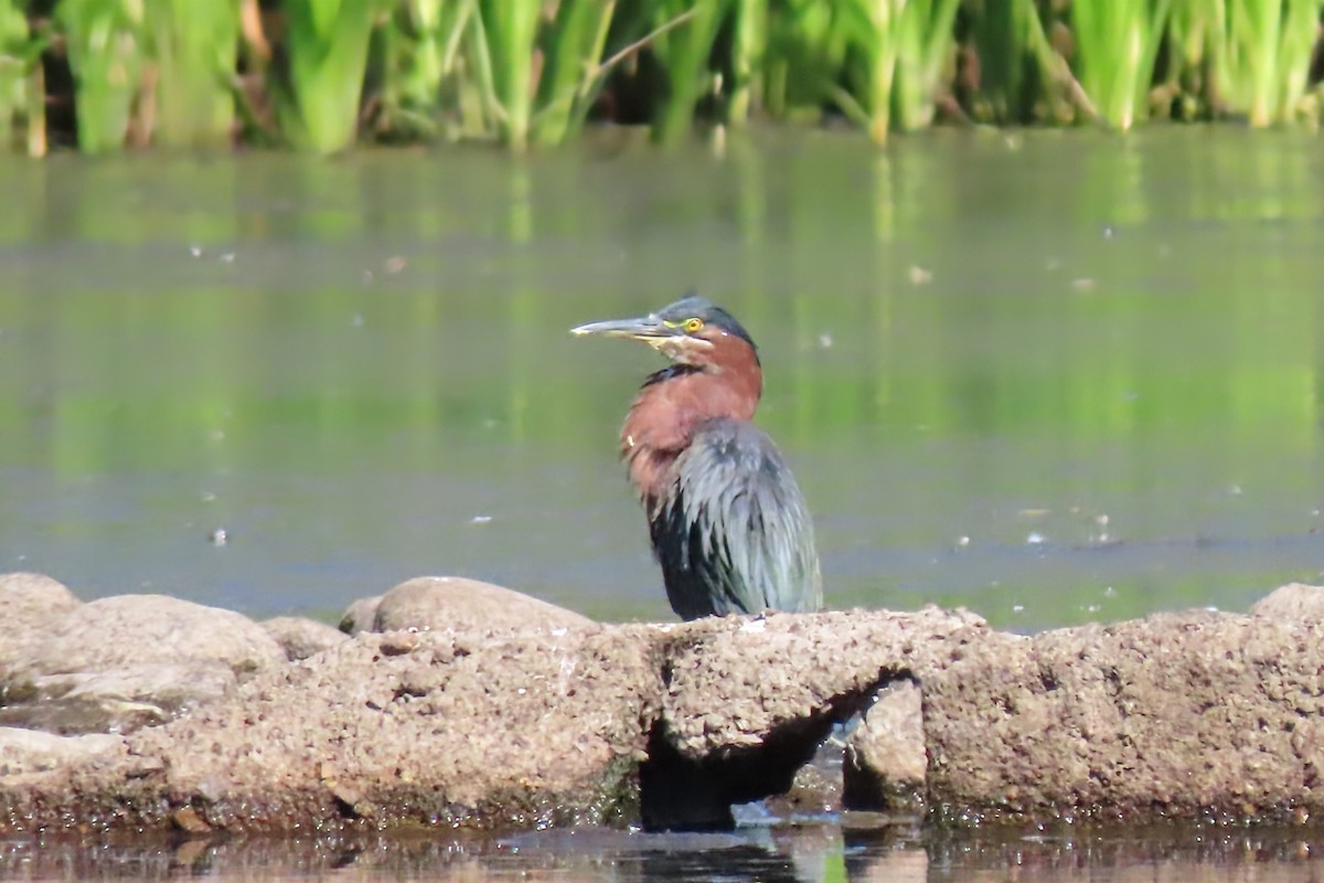 Green Heron - ML641353983