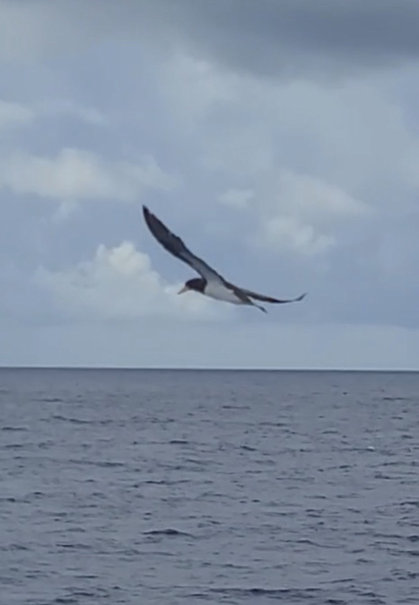 Brown Booby - ML641353990