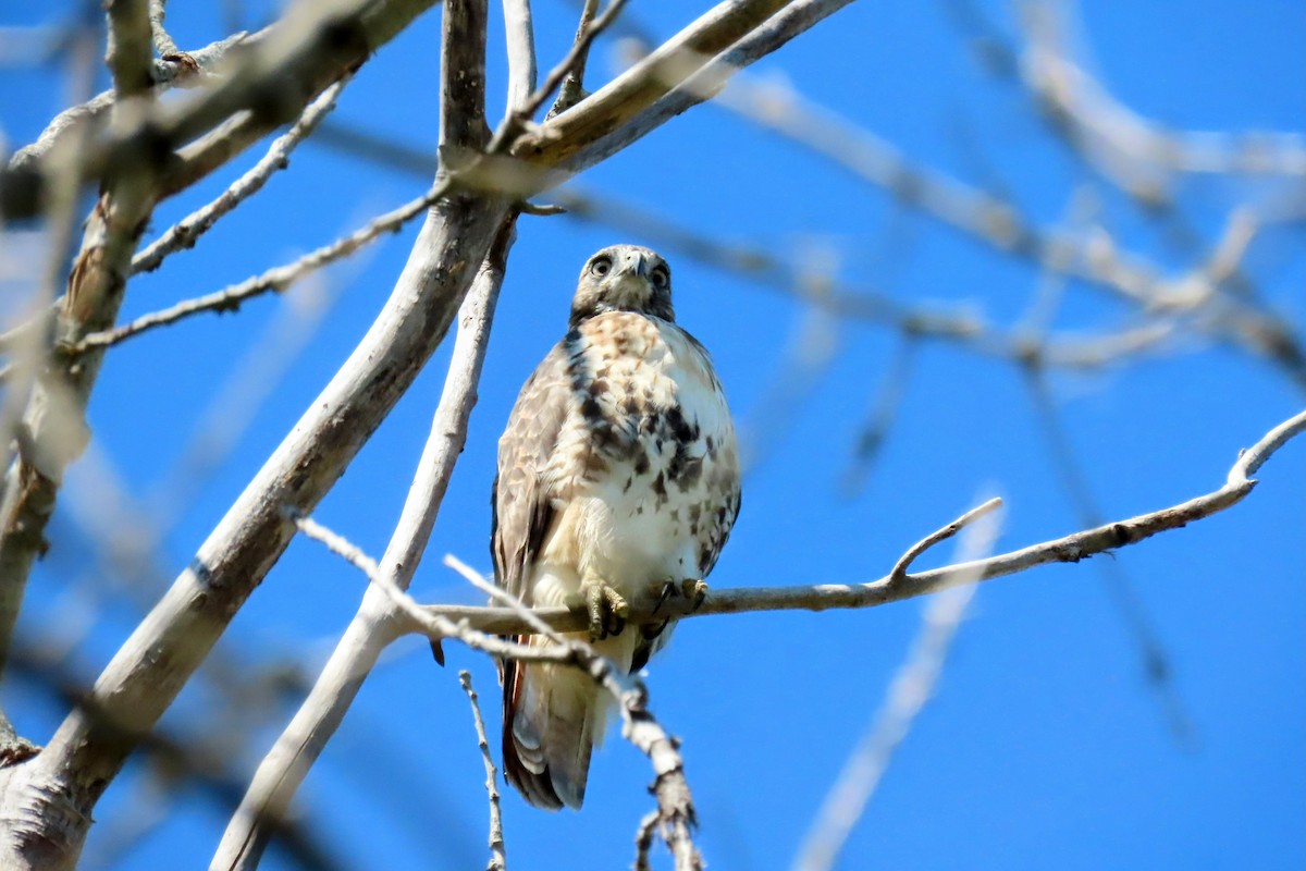Red-tailed Hawk - ML641353991