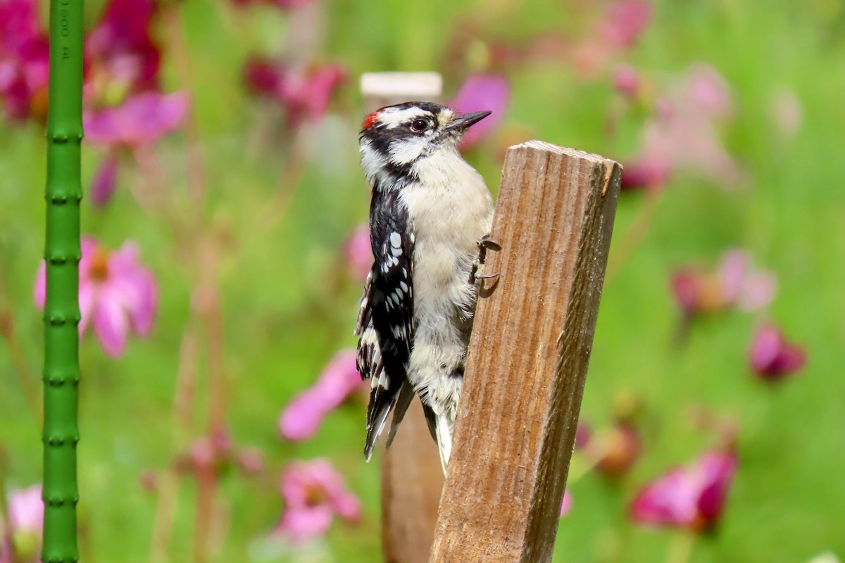 Downy Woodpecker - ML641354002
