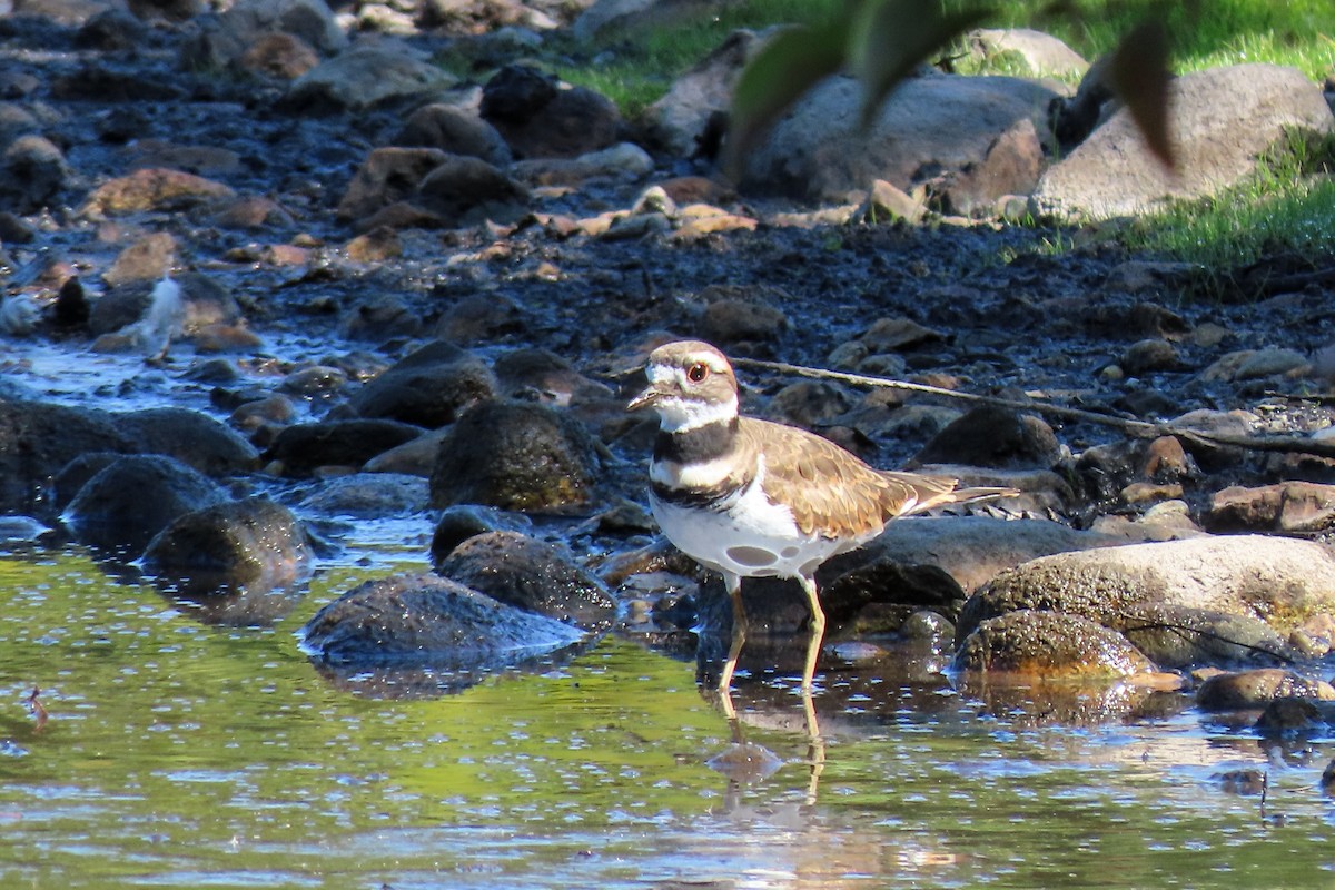 Killdeer - ML641354006