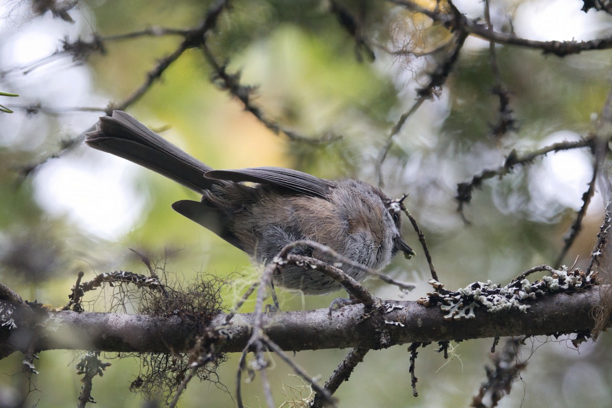 Boreal Chickadee - ML641354015