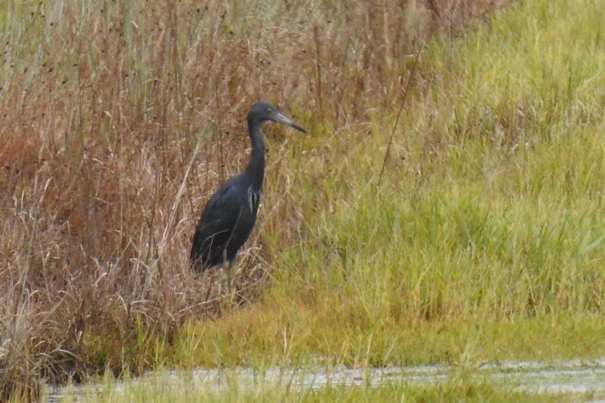 Little Blue Heron - ML641354019