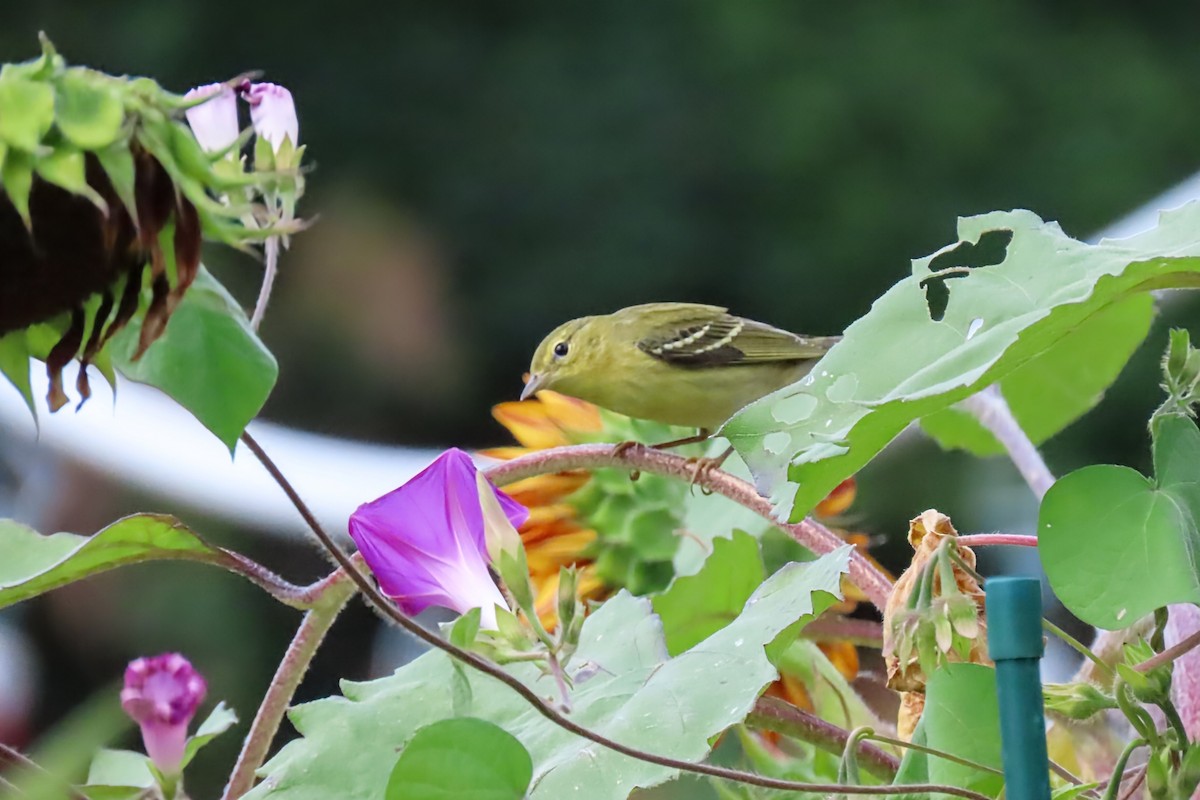 Blackpoll Warbler - ML641354033