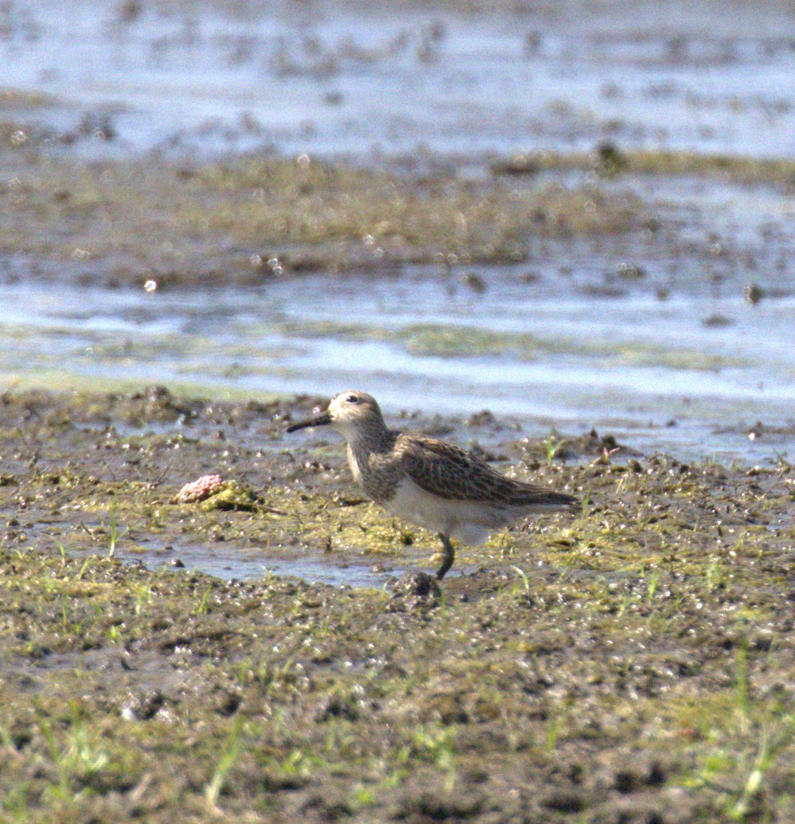 Pectoral Sandpiper - ML641354046