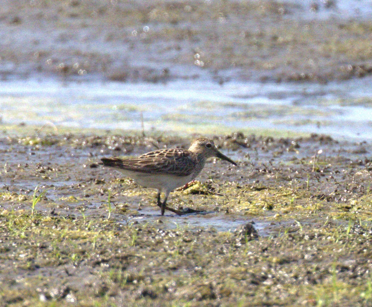 Pectoral Sandpiper - ML641354048