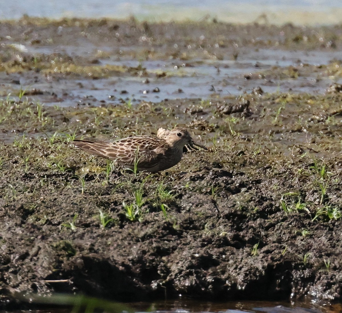 Pectoral Sandpiper - ML641354049