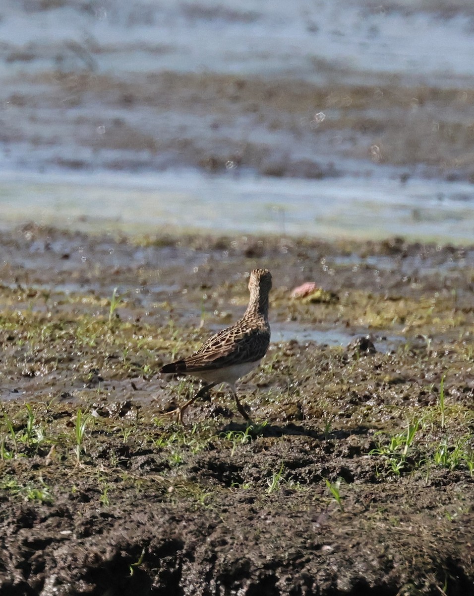Pectoral Sandpiper - ML641354050