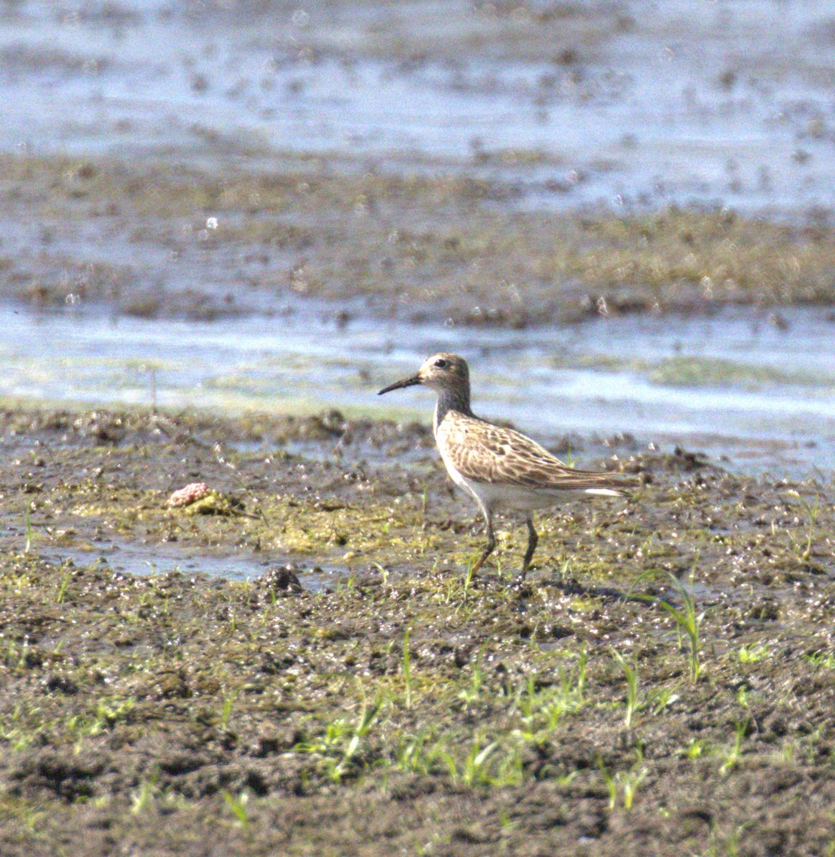 Pectoral Sandpiper - ML641354052