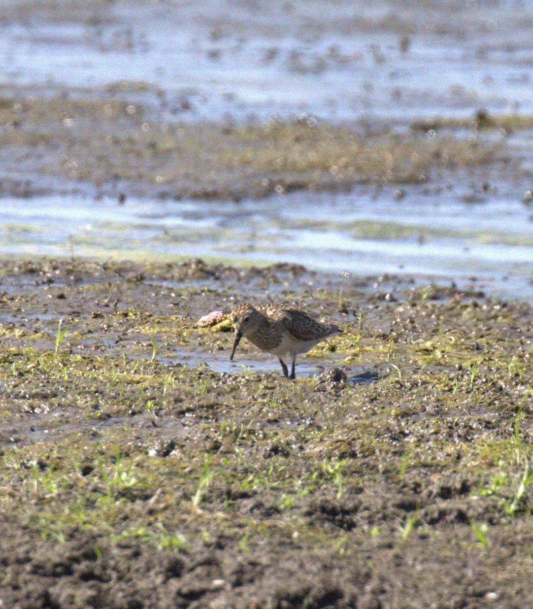 Pectoral Sandpiper - ML641354053