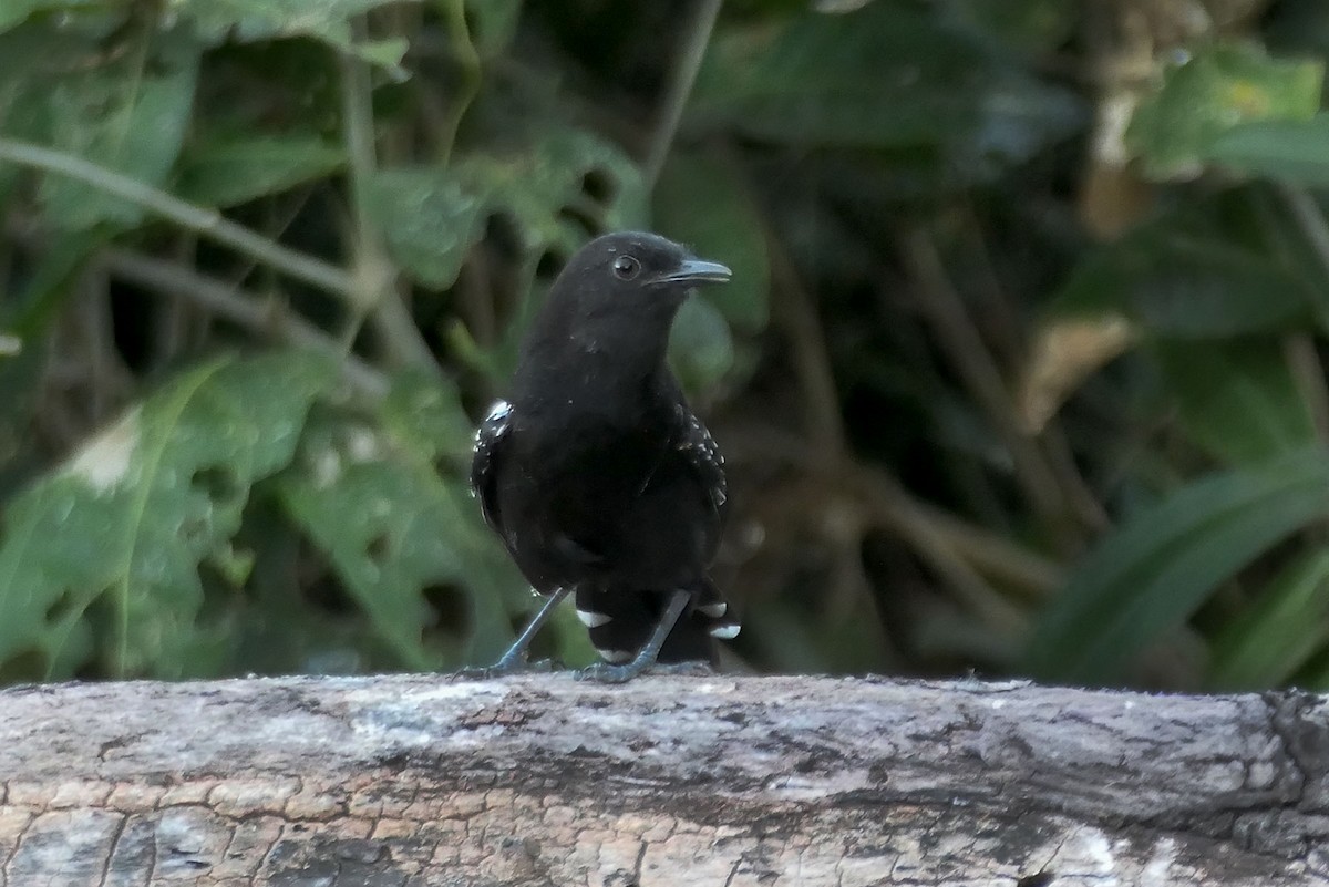Mato Grosso Antbird - ML641354057