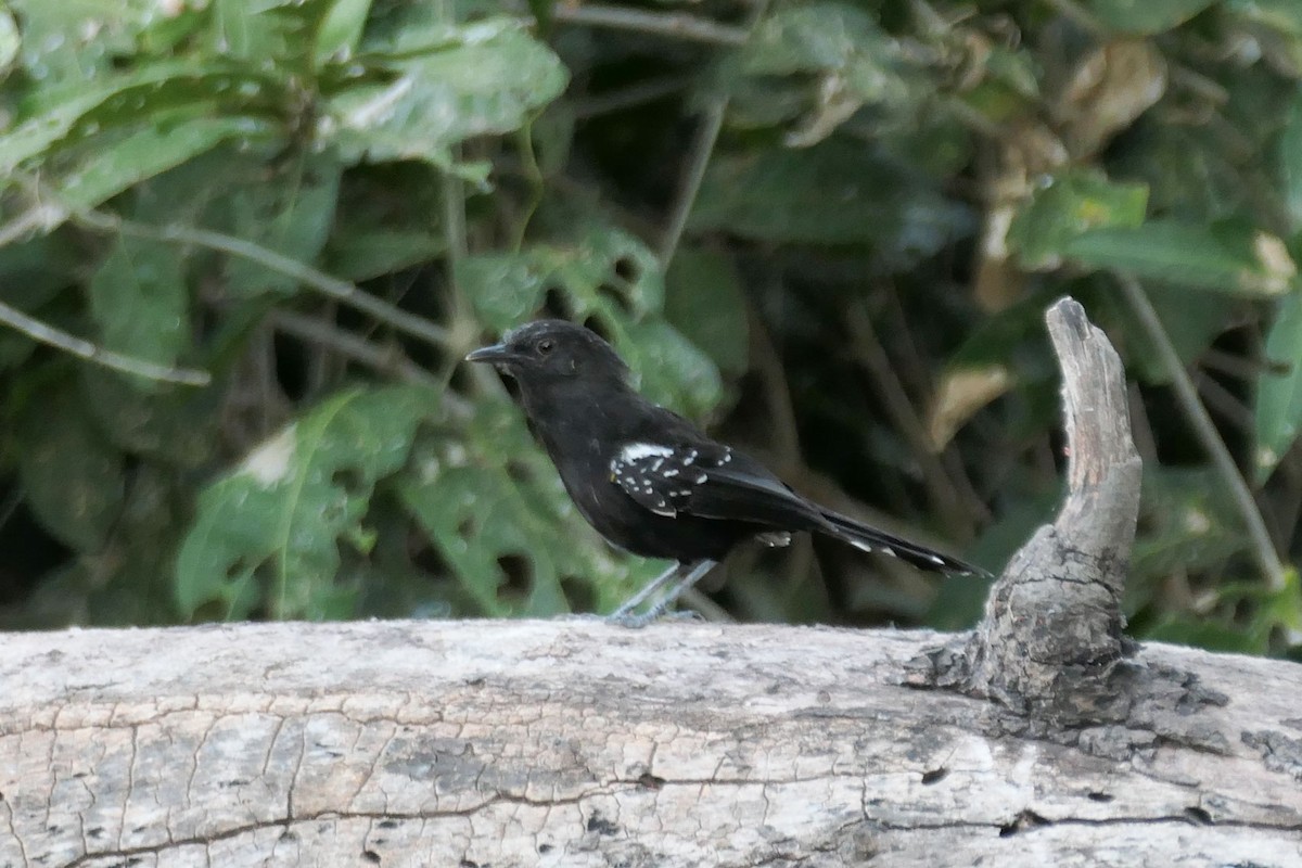Mato Grosso Antbird - ML641354058