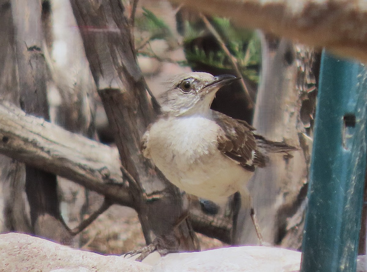 Northern Mockingbird - ML641354060