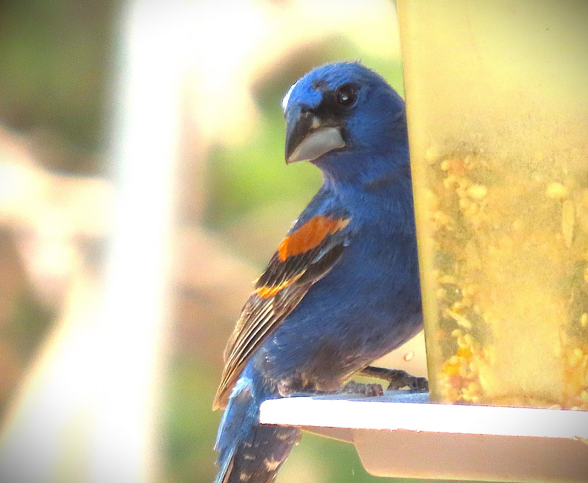 Blue Grosbeak - ML641354082