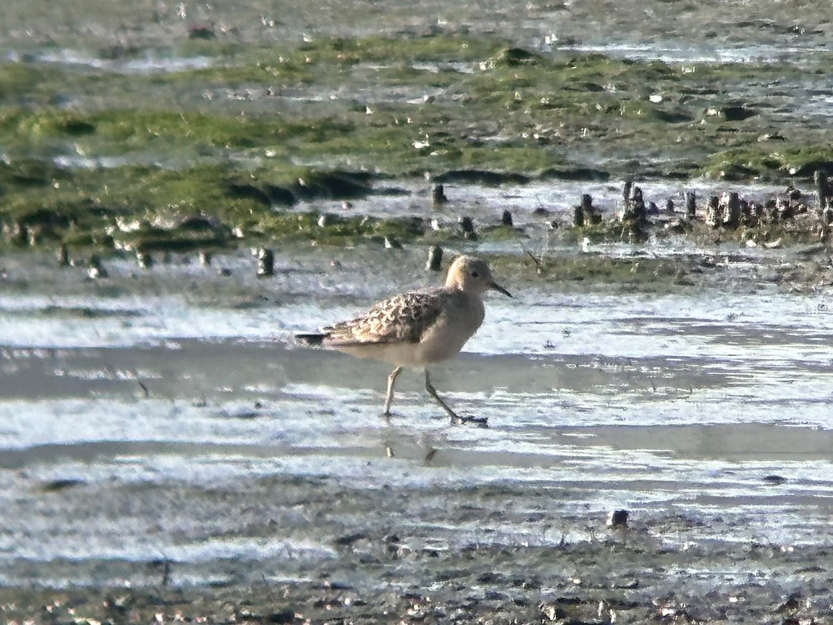 Buff-breasted Sandpiper - ML641354083