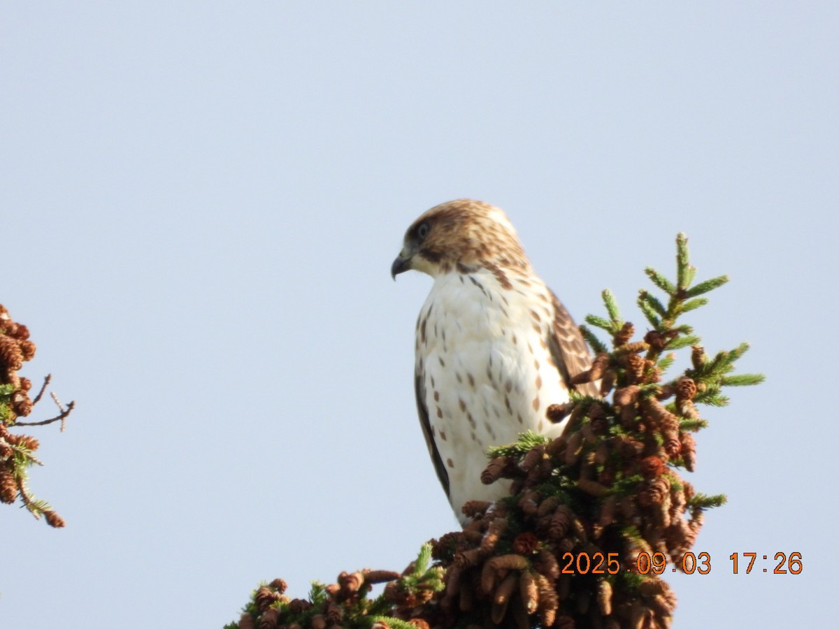 Broad-winged Hawk - ML641354093