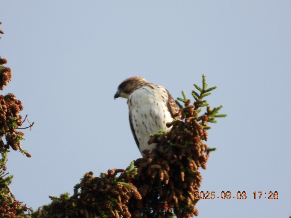 Broad-winged Hawk - ML641354094