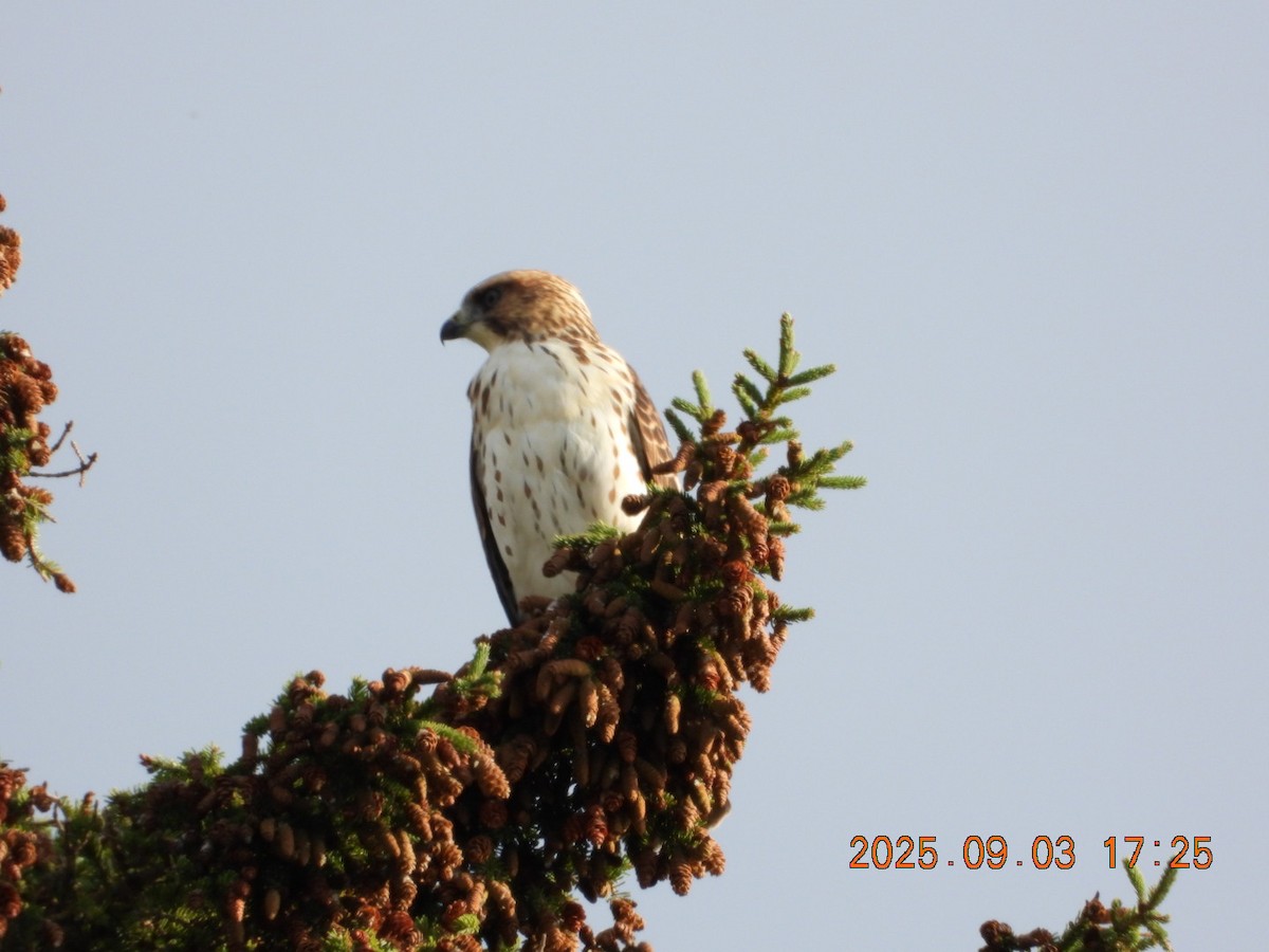 Broad-winged Hawk - ML641354095