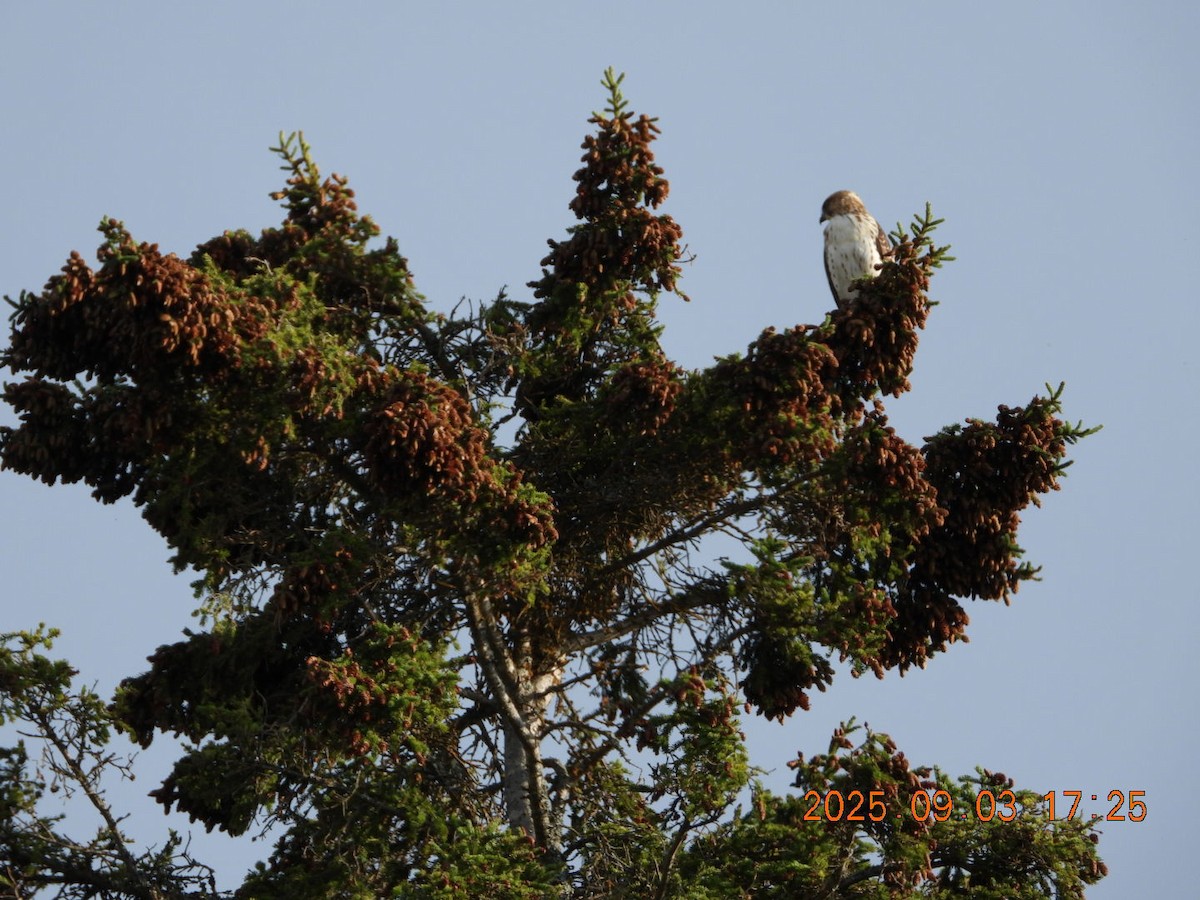 Broad-winged Hawk - ML641354096