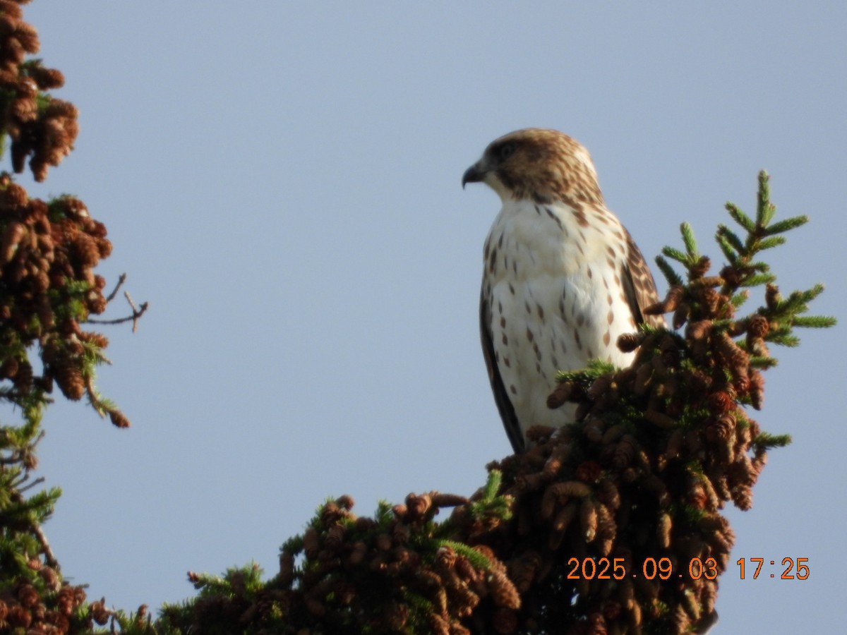 Broad-winged Hawk - ML641354097