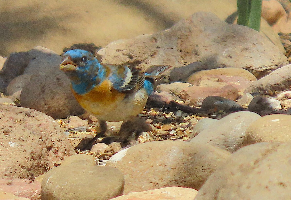 Lazuli Bunting - ML641354099