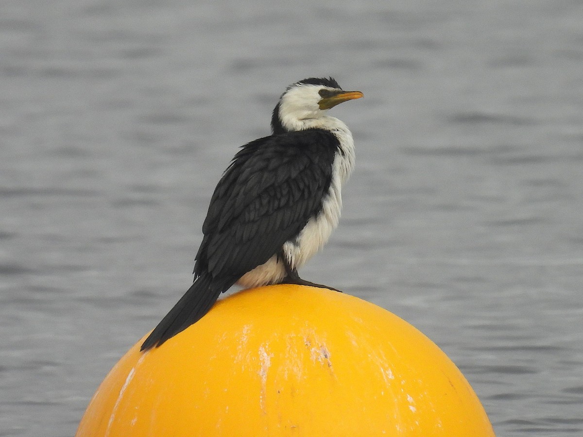 Little Pied Cormorant - ML641354102