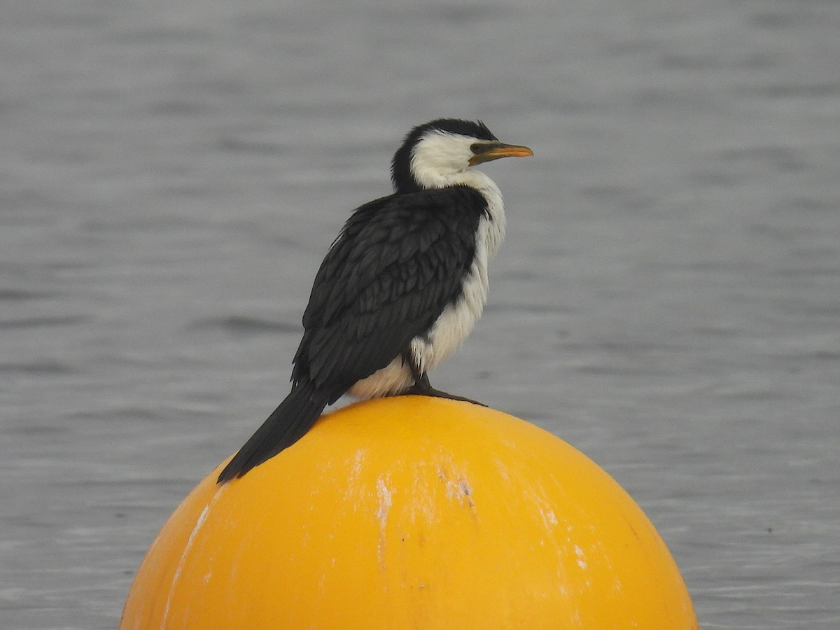 Little Pied Cormorant - ML641354103