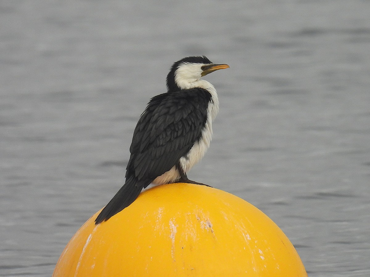 Little Pied Cormorant - ML641354104