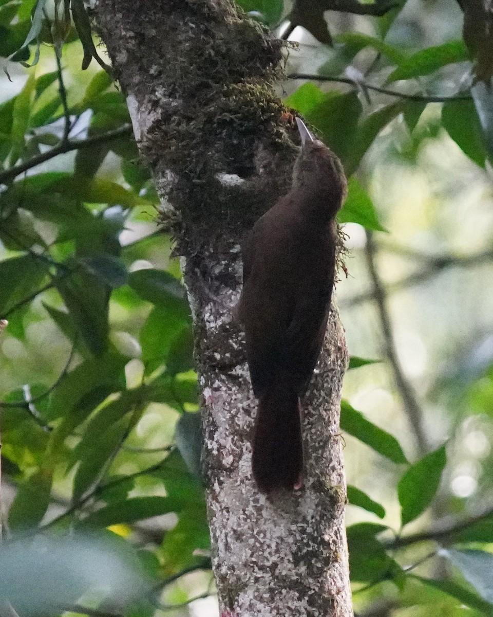 Plain-winged Woodcreeper - ML641354151