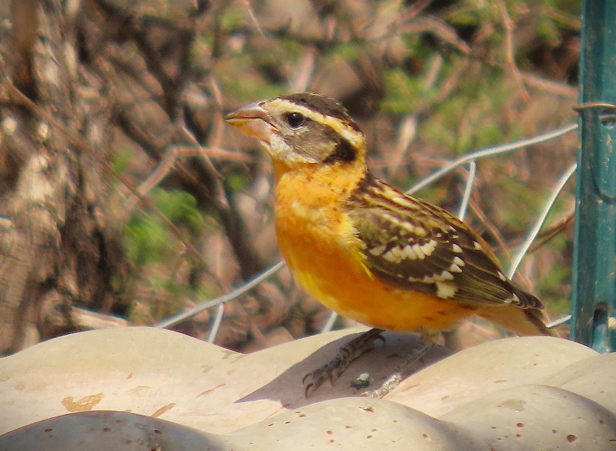 Black-headed Grosbeak - ML641354166