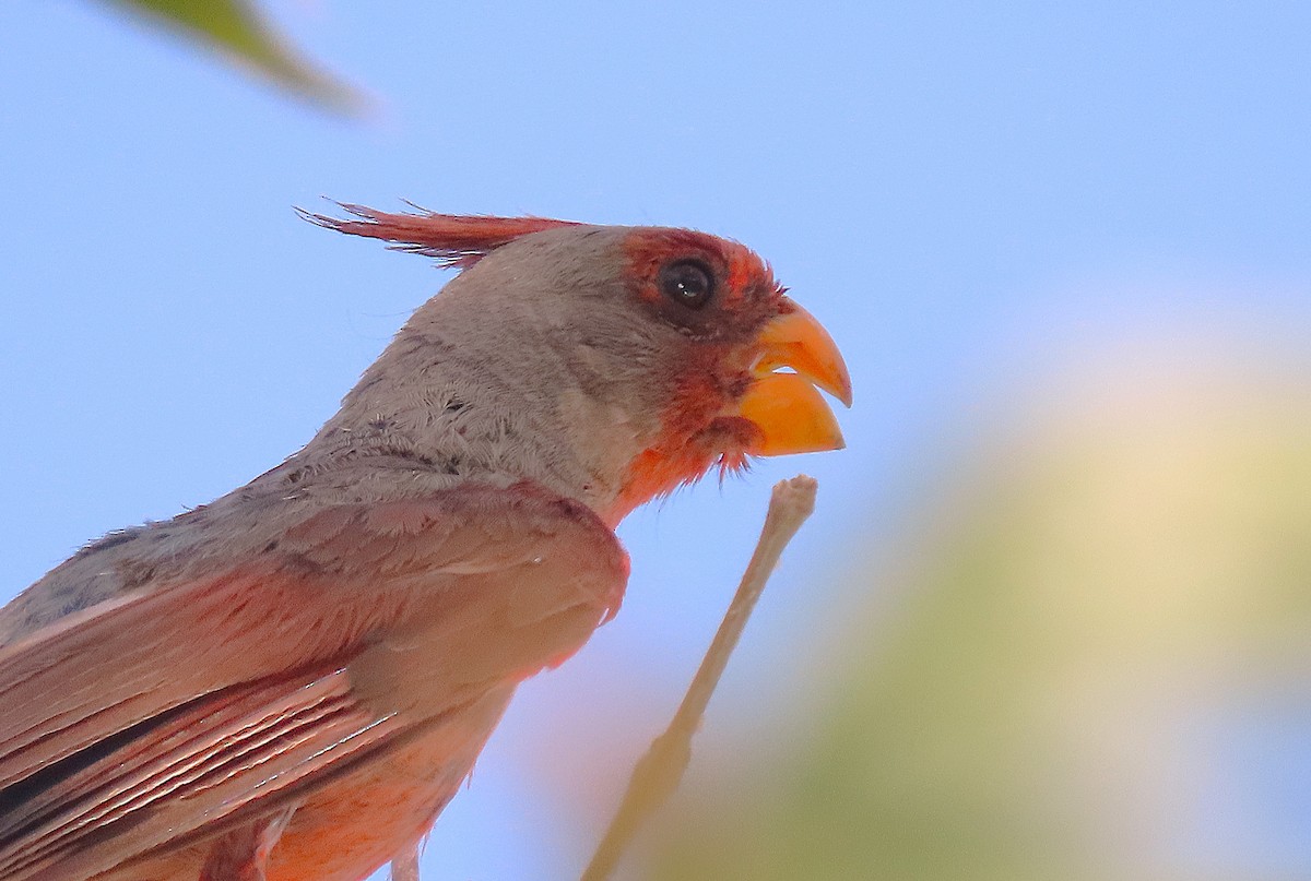 Pyrrhuloxia - ML641354171