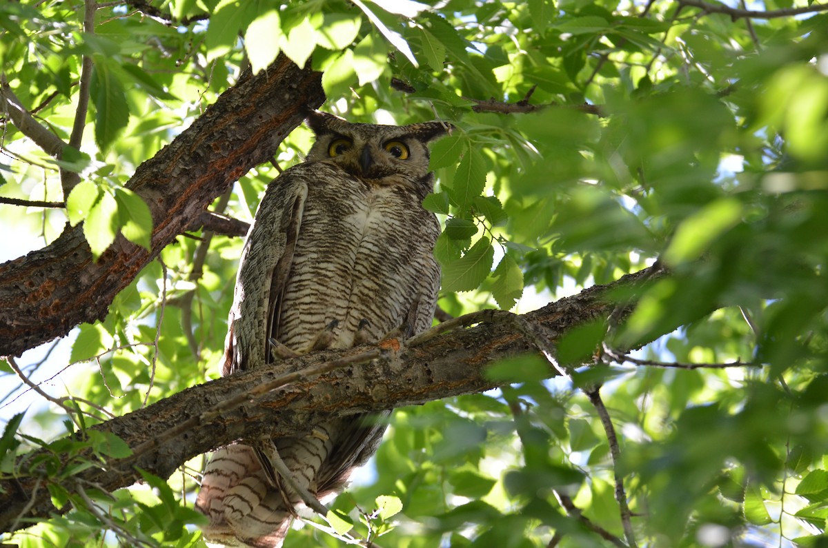Great Horned Owl - ML641354199